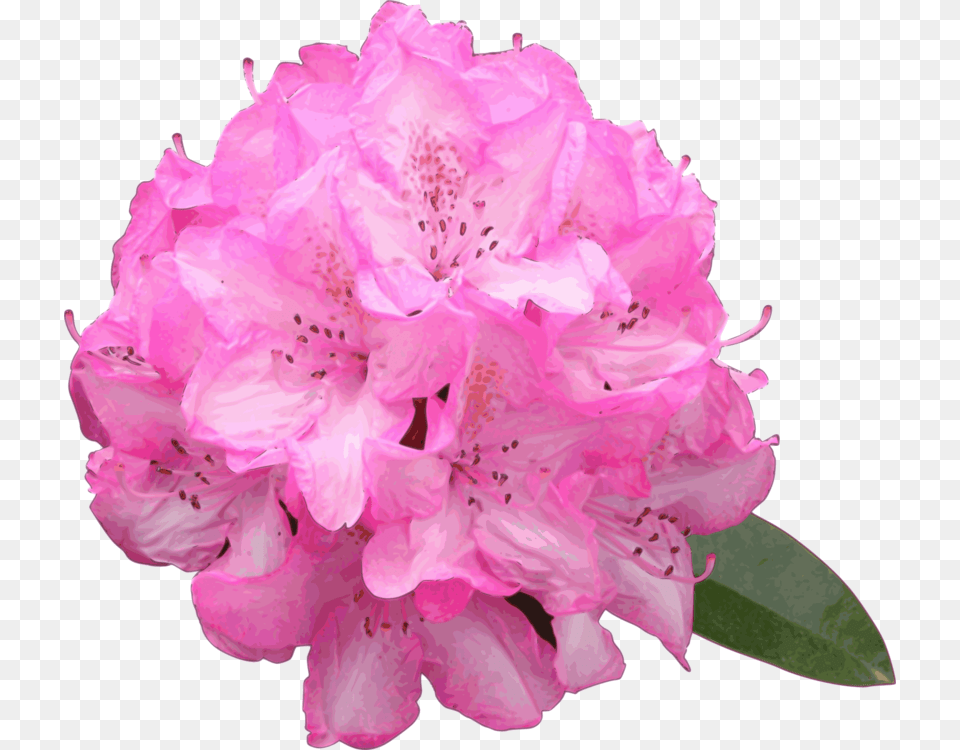 Pinkplantflower Rhododendron, Flower, Geranium, Petal, Plant Free Transparent Png