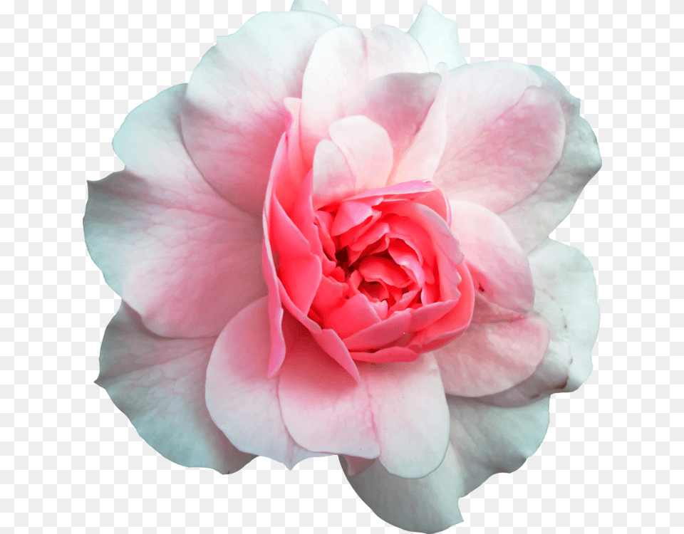 Pinkplantflower Rose And Wood Background, Flower, Petal, Plant, Geranium Free Png Download