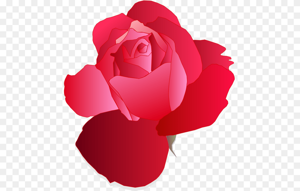 Pinkplantflower Rose Blue Vector, Flower, Petal, Plant Free Png Download