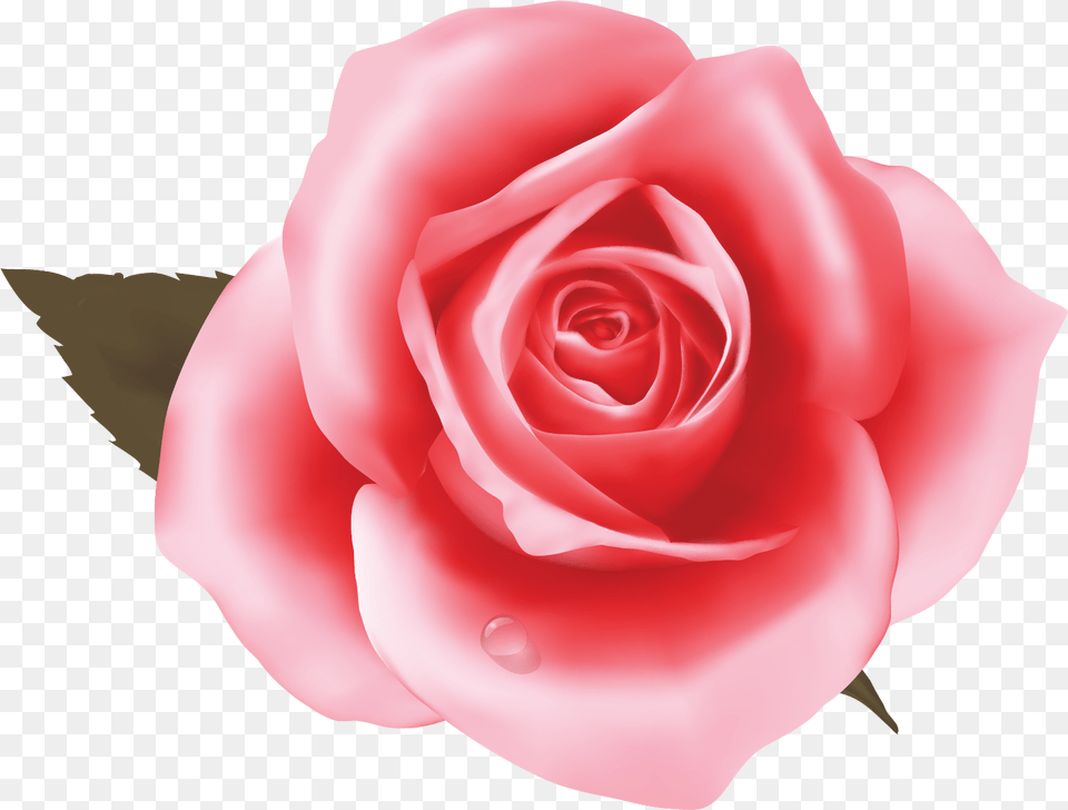 Pinkrose, Flower, Plant, Rose, Petal Png Image