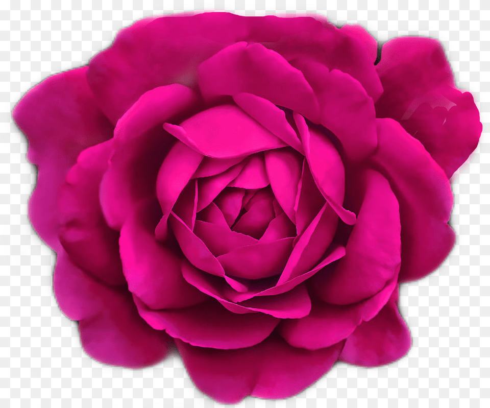 Pinkrose Magenta Fleurs Flowers By Sadna2018 Pink Teal And Black Roses, Flower, Plant, Rose, Petal Free Png