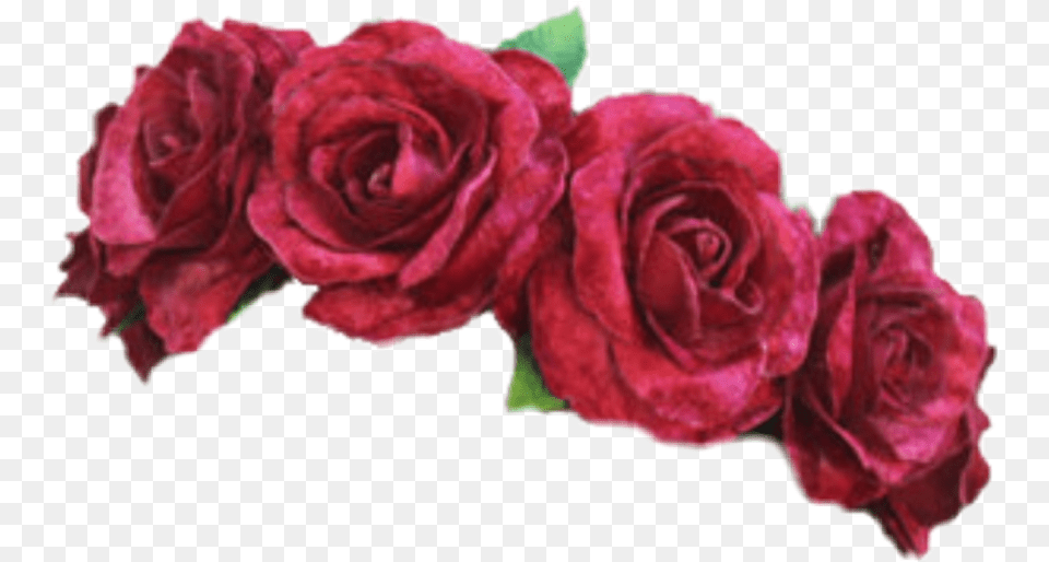 Pinkrosegarden Rosesflowerrose Familyredcut Orderflowering Rose Flower Crown, Plant, Petal Png Image