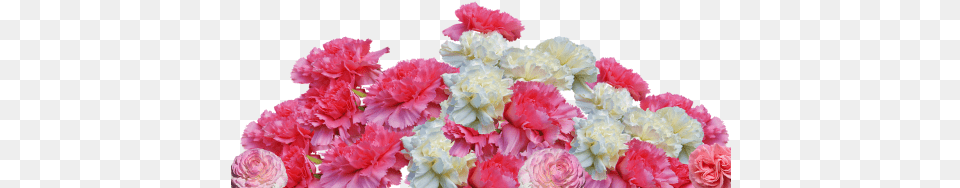 Pinkschnittblumeplant Cloves Flowers, Carnation, Flower, Flower Arrangement, Flower Bouquet Free Transparent Png