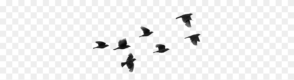 Pinku Birds Flying Bird, Animal, Silhouette, Flock Free Png