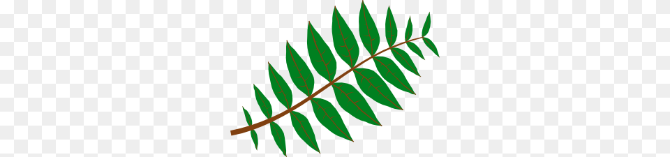 Pinnate Leaf Clip Art, Plant, Herbal, Herbs, Green Free Png