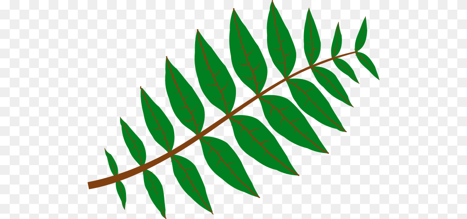 Pinnate Leaf Clip Arts For Web, Plant, Green, Tree, Vegetation Free Png Download