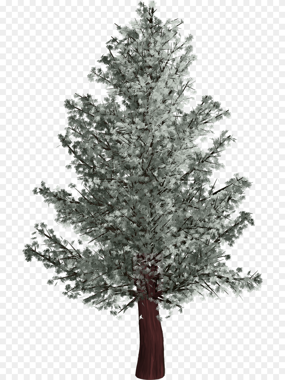 Pino En Invierno, Plant, Tree, Fir Free Png Download