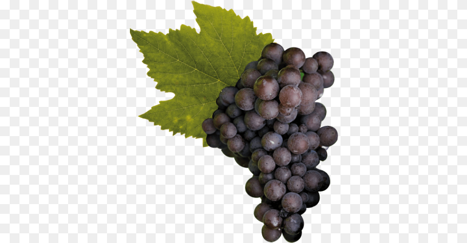 Pinot Grigio Grapes Transparent, Food, Fruit, Plant, Produce Png