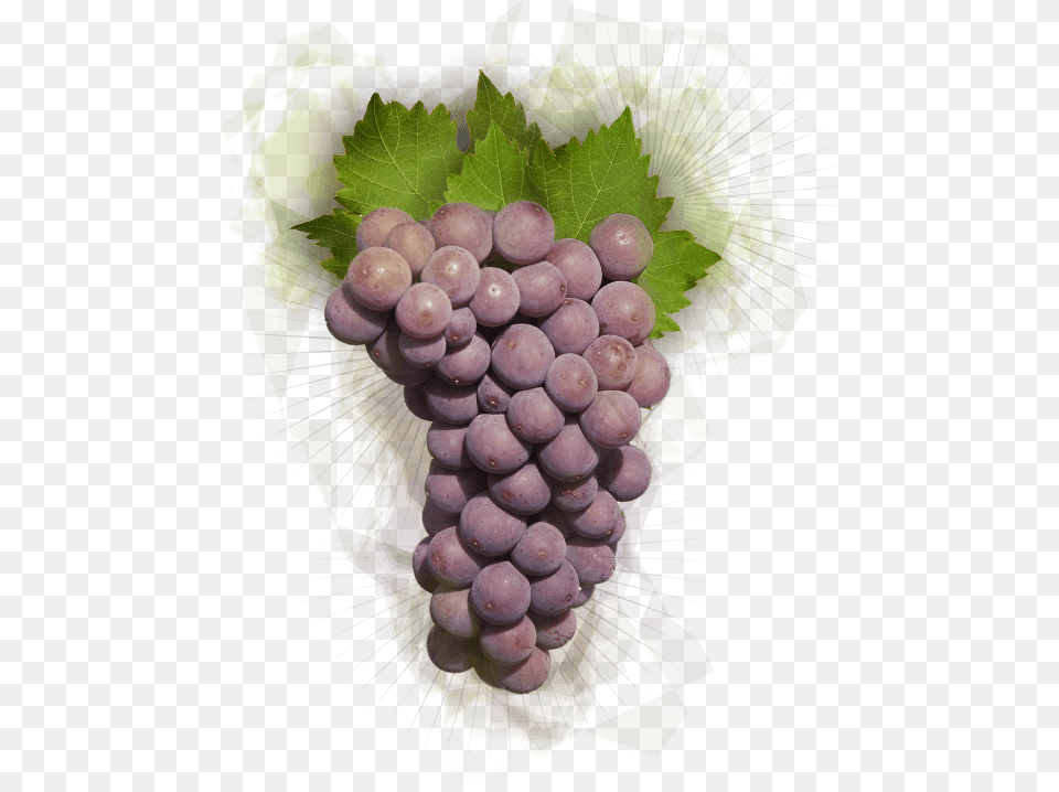 Pinot Gris Grapes, Food, Fruit, Plant, Produce Png Image