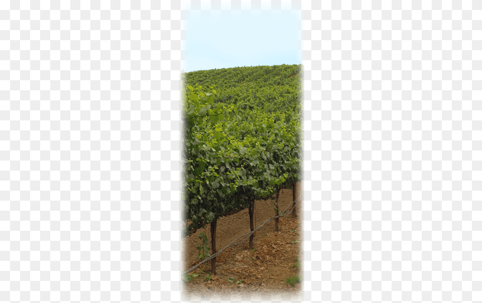 Pinot Noir Hedge, Countryside, Nature, Outdoors, Rural Free Png