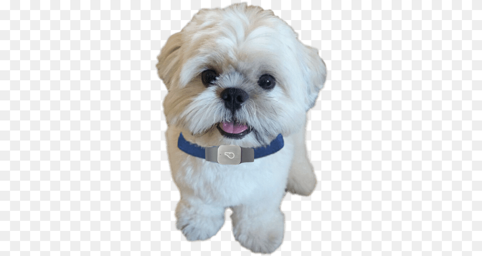 Pinpoint Your Shih Tzu39s Location With Gps Tracking Shih Tzu, Animal, Canine, Dog, Mammal Png