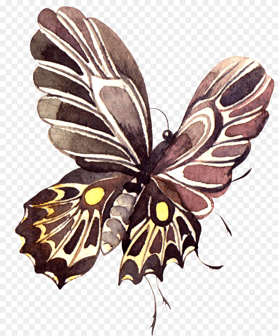 Pintado A Mano De Color Marron Oscuro Mariposa Swallowtail Butterfly, Animal, Insect, Invertebrate, Moth Png Image