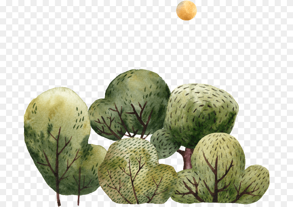 Pintado A Mano De Dibujos Animados Arboles Transparente Artichoke, Plant, Fungus, Annonaceae, Outdoors Png Image