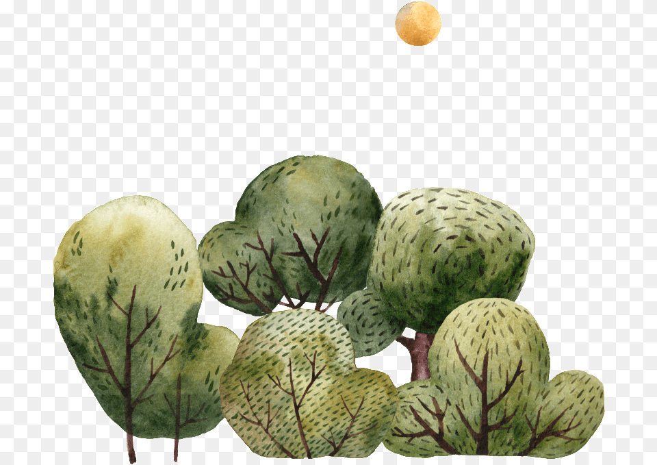 Pintado A Mano De Dibujos Animados Arboles Transparente Watermelon, Plant, Fungus, Annonaceae, Outdoors Png