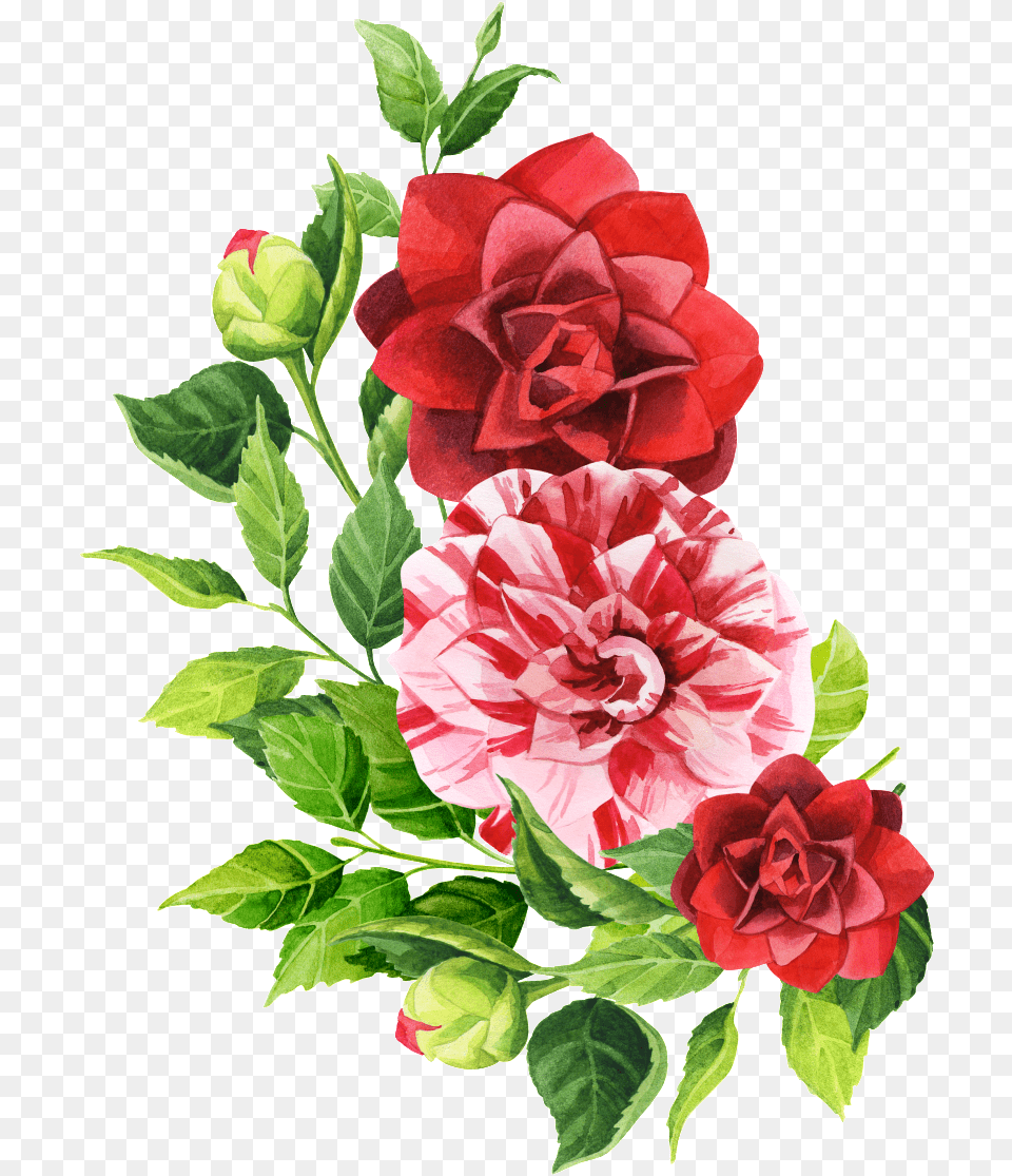 Pintado A Mano De Tres Flores Transparente De Flower, Plant, Rose, Carnation, Geranium Png Image