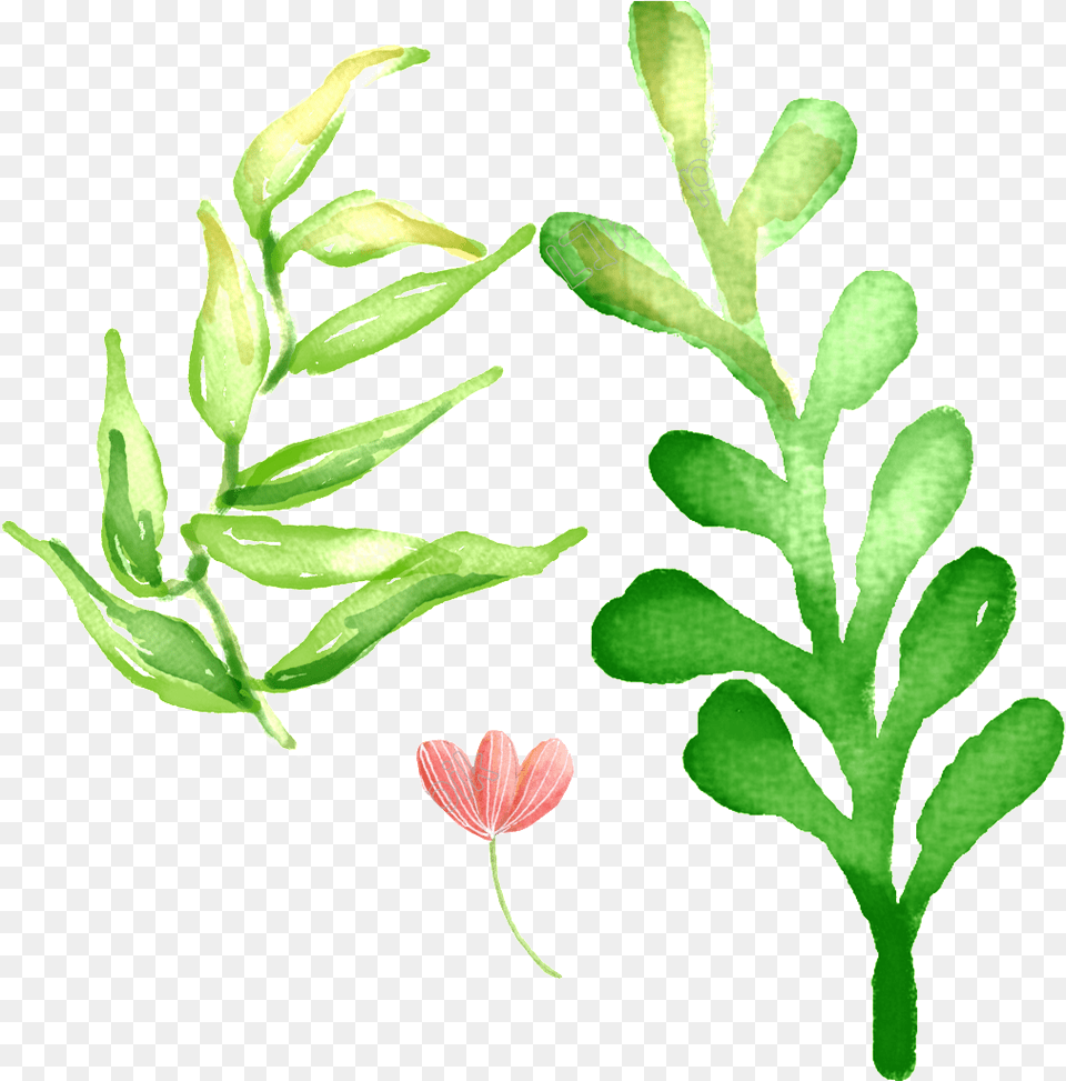 Pintado A Mano De Verbena, Flower, Herbal, Herbs, Leaf Png Image
