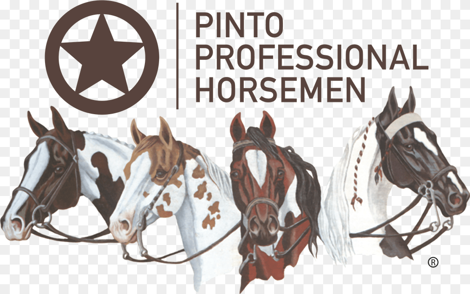 Pinto Horse Association Of America, Animal, Mammal Free Png Download