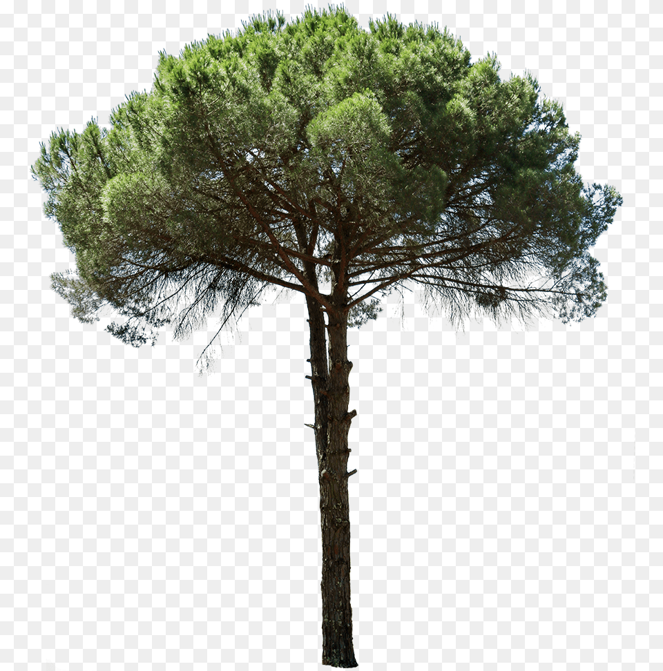 Pinus Cut Out, Plant, Tree, Tree Trunk, Pine Png