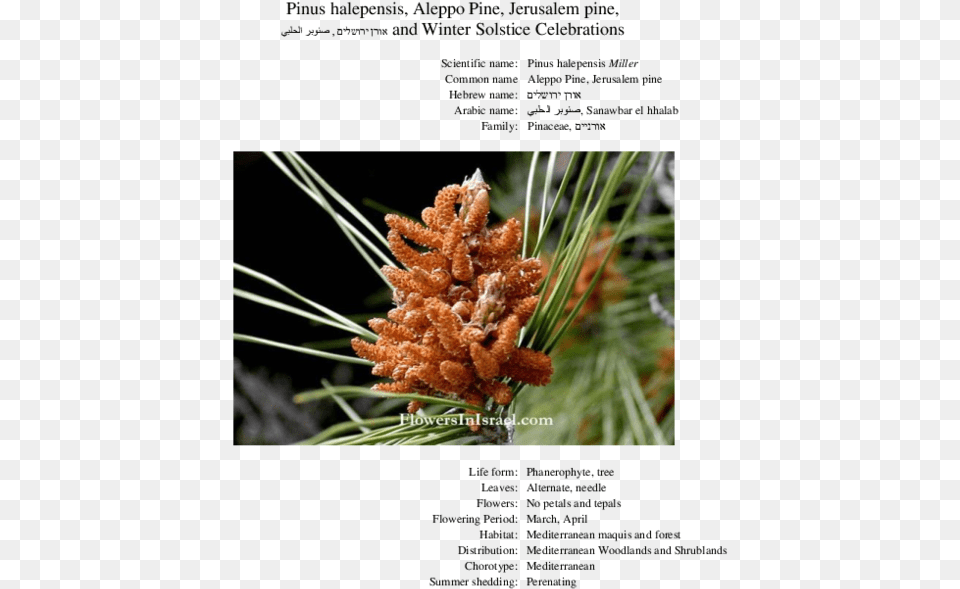 Pinus Halepensis Male Cone, Conifer, Pine, Plant, Pollen Free Transparent Png