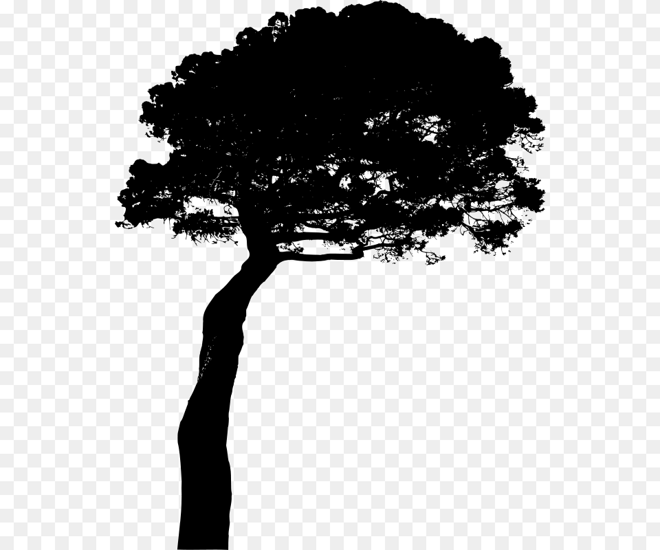 Pinus Pinea, Gray Png Image