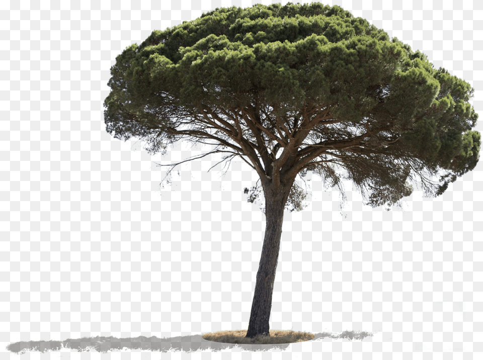 Pinus Pinea, Plant, Tree, Tree Trunk, Oak Png