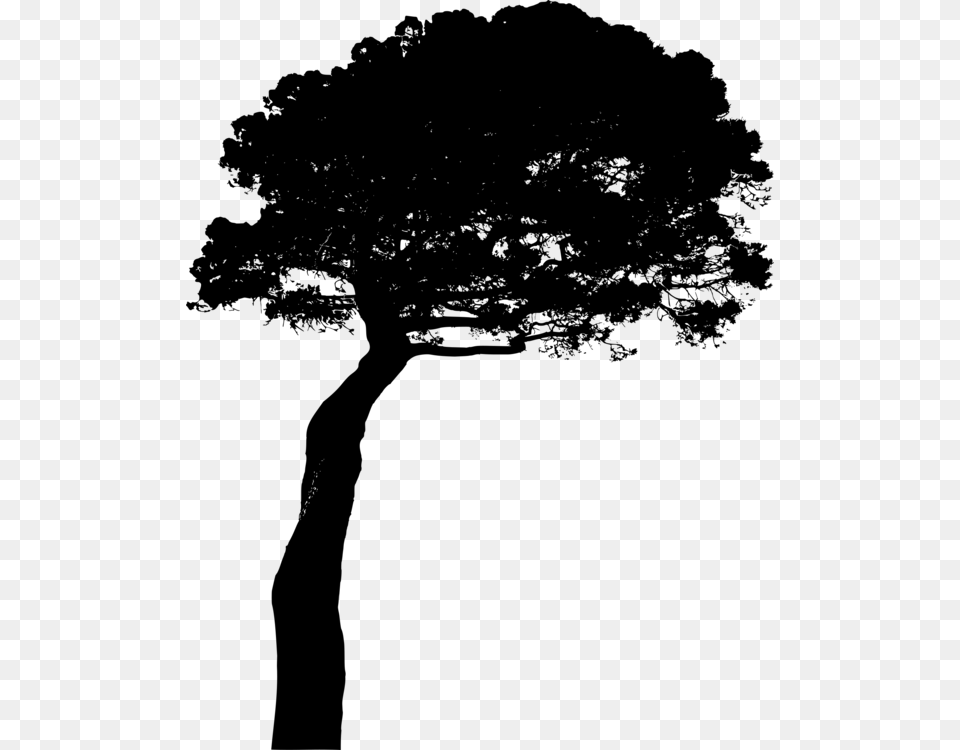 Pinus Silhouette, Gray Free Png Download