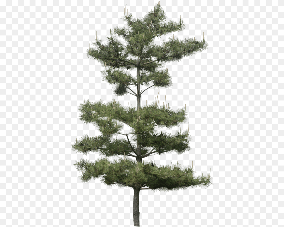 Pinus Tree, Conifer, Fir, Pine, Plant Png Image