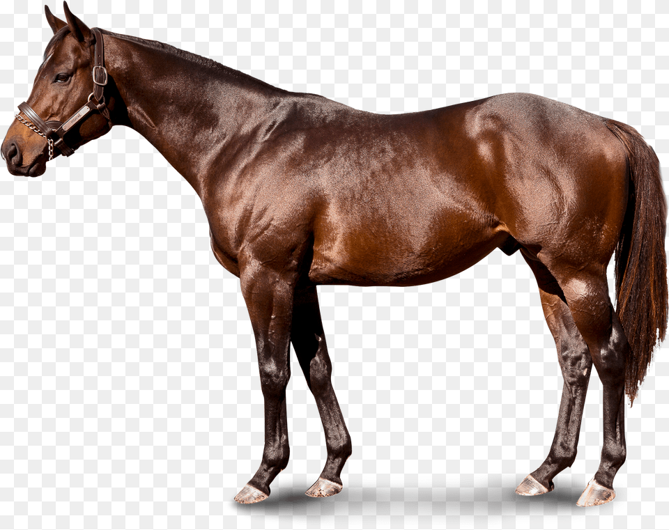 Pioneerof The Nile, Animal, Horse, Mammal, Stallion Free Png Download