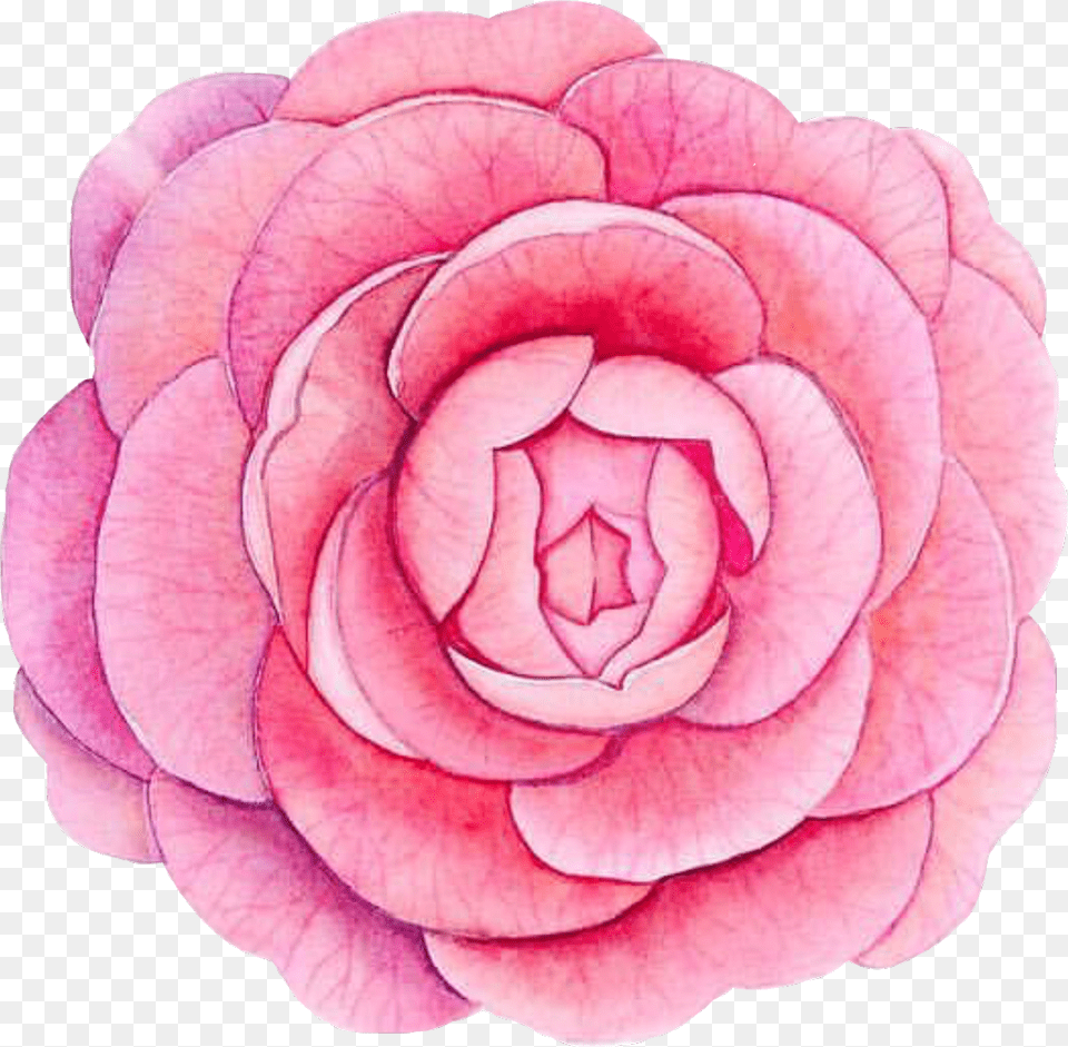 Piony Flower Flowerpower Pink Watercolor Watercolour Japanese Camellia, Petal, Plant, Rose Free Png