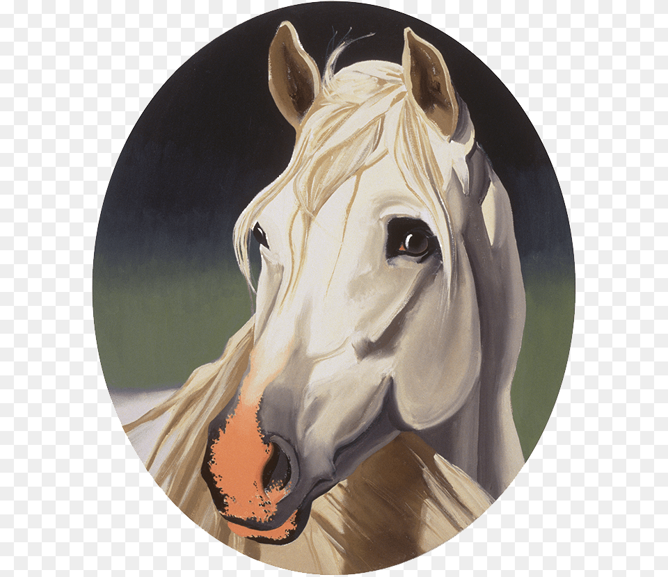 Piper Stallion, Animal, Horse, Mammal, Andalusian Horse Png