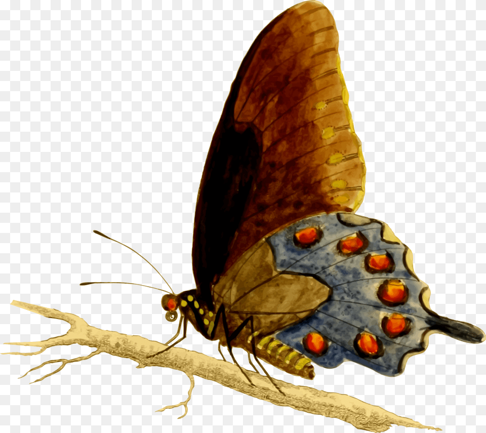 Pipevine Swallowtail Butterfly Vector Clipart Image, Animal, Insect, Invertebrate, Bee Free Png