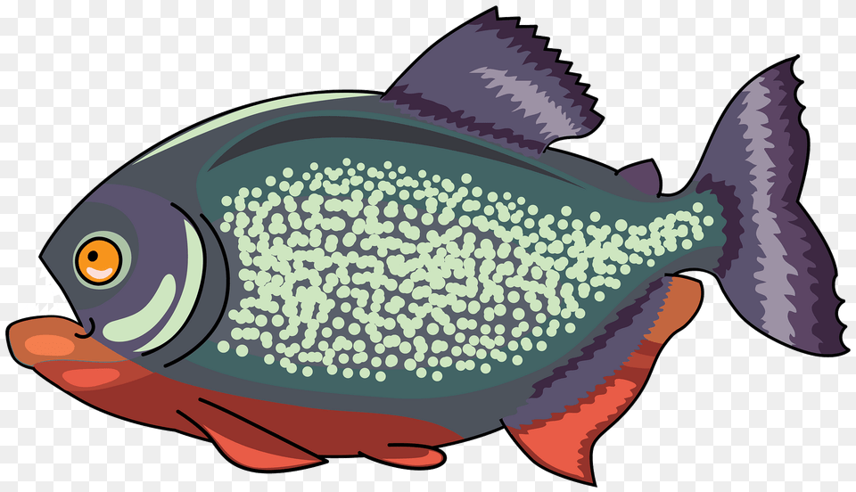 Piranha Clipart, Animal, Sea Life, Fish, Shark Png Image