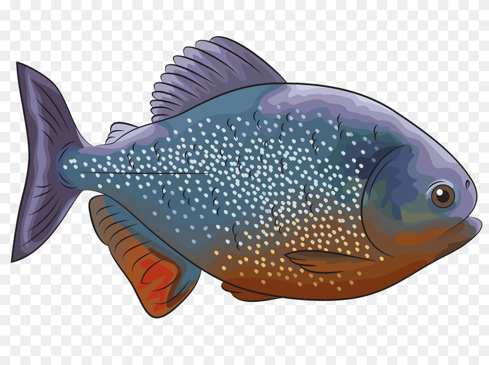 Piranha Rouge Clipart, Animal, Sea Life, Fish, Shark Png