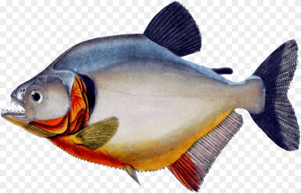 Piranha Transparent Background, Animal, Fish, Sea Life, Carp Free Png Download