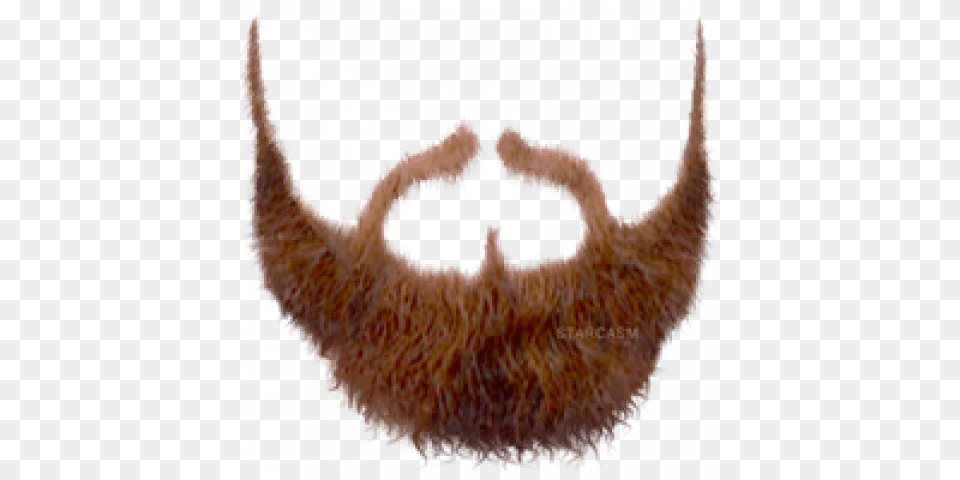 Pirate Beard Transparent Beardpng Images Pluspng Haircut, Face, Head, Person, Animal Free Png Download