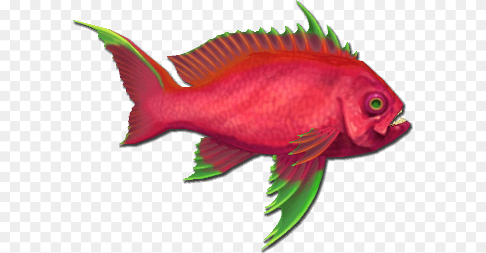 Pirates Online Wiki Bony Fish, Animal, Sea Life, Goldfish Png Image
