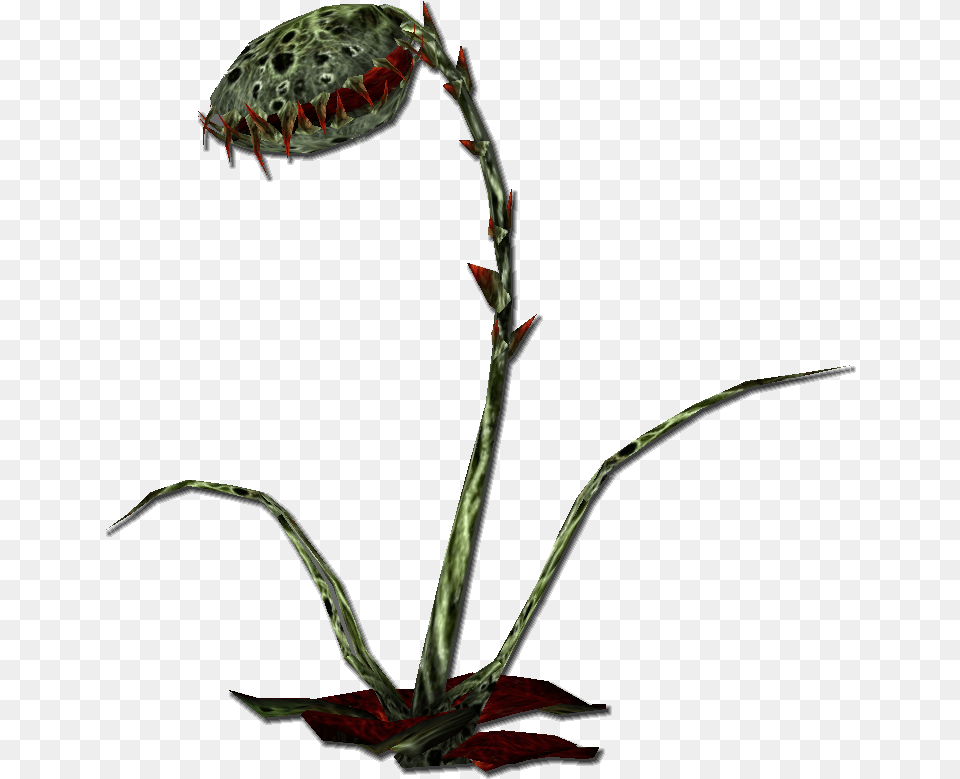 Pirates Online Wiki Flytrap Plant, Flower, Flower Arrangement, Aquatic, Water Free Png