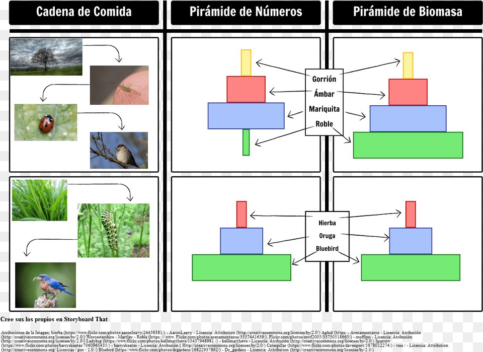 Pirmides De Biomasa Y Pirmides De Nmerosstyle Food Chain, Animal, Bird, Insect, Invertebrate Free Transparent Png