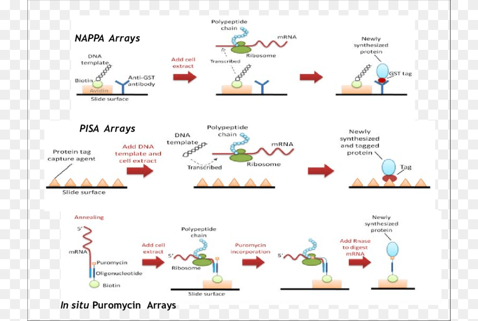 Pisa Arrays Nappa Arrays And In Situ Puromycin Nappa Array Free Transparent Png