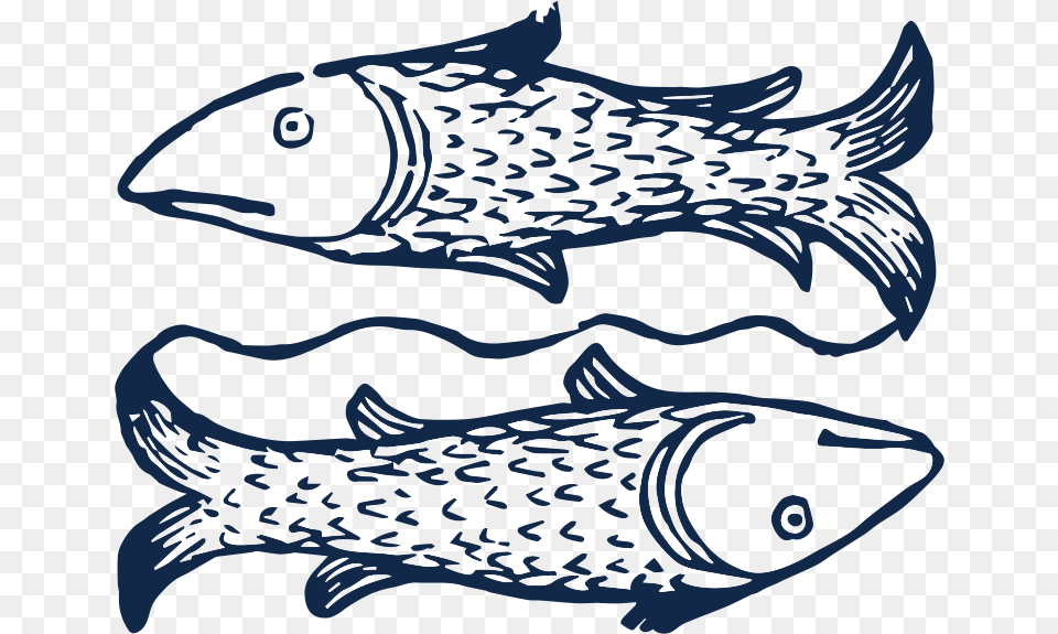 Pisces Fish, Aquatic, Water, Animal, Sea Life Free Png Download