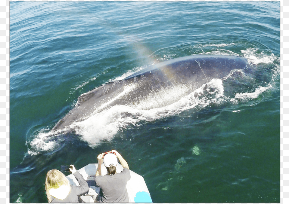 Pismobeachwhalewatching, Mammal, Animal, Whale, Sea Life Free Png