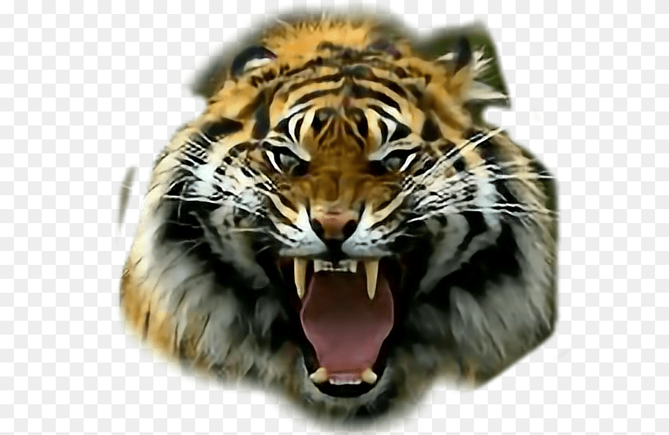 Pissed Off Tiger, Animal, Mammal, Wildlife Free Transparent Png