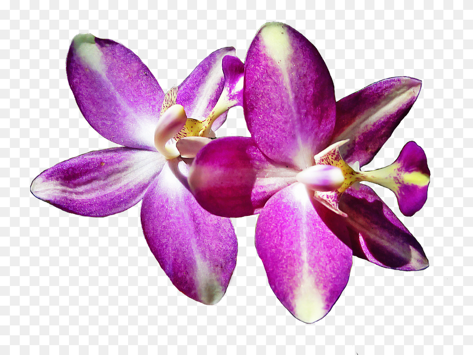 Pistil Flower, Orchid, Plant, Geranium Free Transparent Png