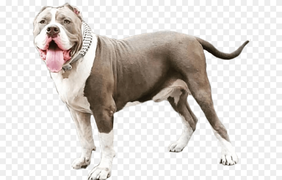 Pit Bull, Animal, Bulldog, Canine, Dog Png Image