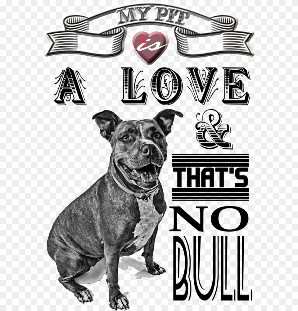 Pit Bull, Animal, Canine, Dog, Mammal Free Png