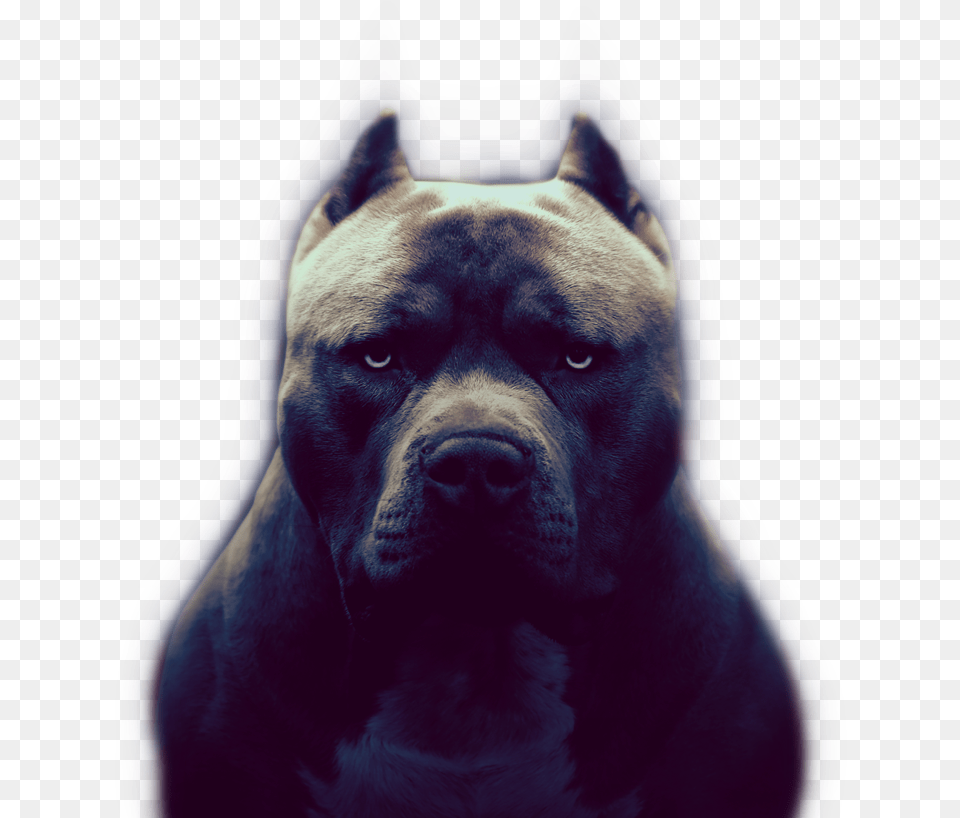 Pit Bull, Animal, Bulldog, Canine, Dog Free Png Download