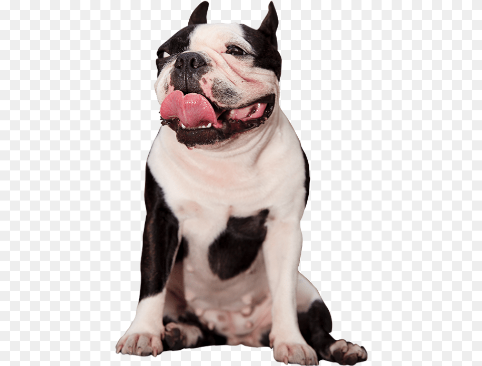 Pit Bull, Animal, Bulldog, Canine, Dog Png Image