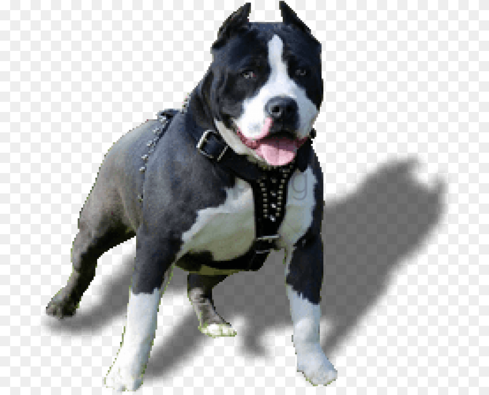 Pit Bull Pitbull Dog Hd, Animal, Bulldog, Canine, Mammal Png