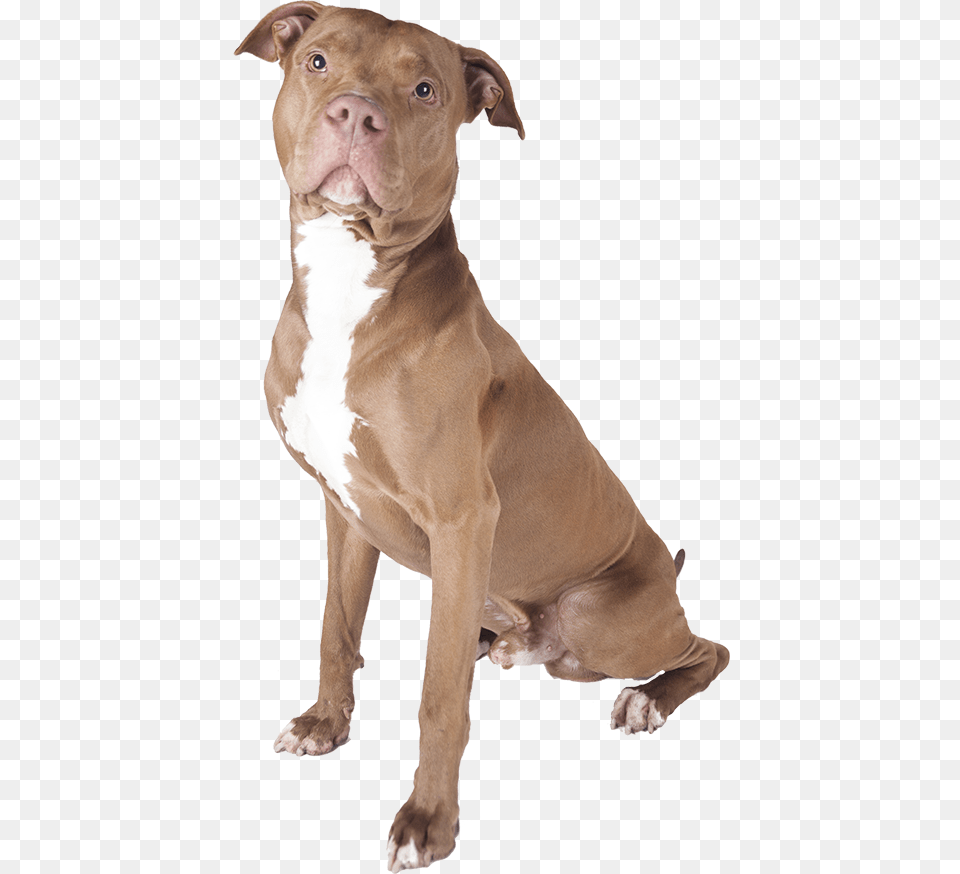 Pit Bull Pitbull Dog White Background, Animal, Bulldog, Canine, Mammal Free Png