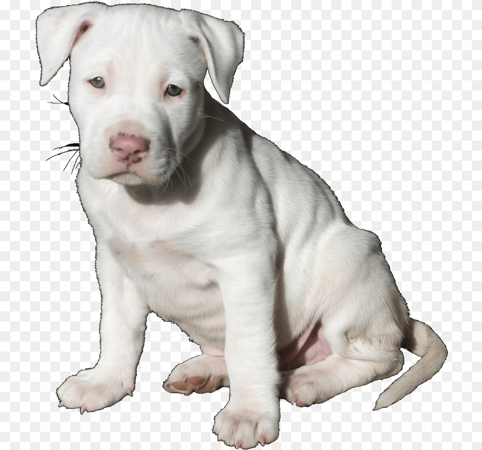 Pit Bull Pup Trans Pitbull Puppy, Animal, Canine, Dog, Mammal Free Transparent Png